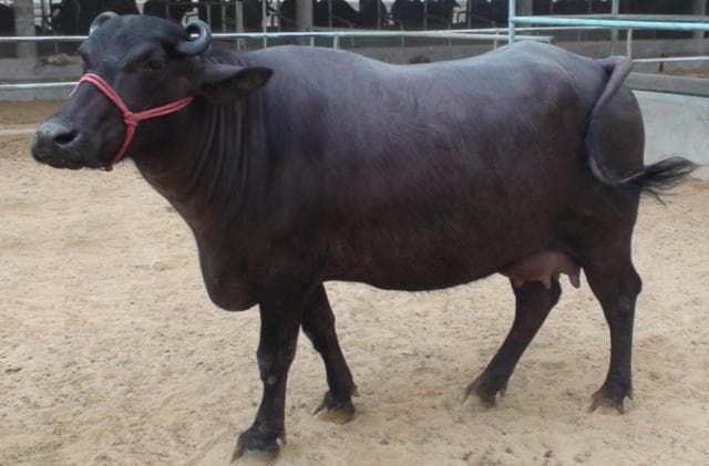 Murrah Buffalo