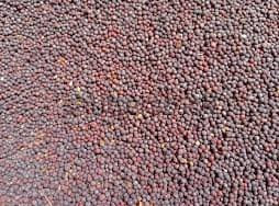 सरसों (Mustard)