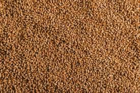 गेहूं (Wheat)