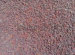 सरसों (Mustard)