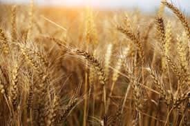 गेहूं (Wheat)