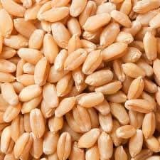 गेहूं (Wheat)