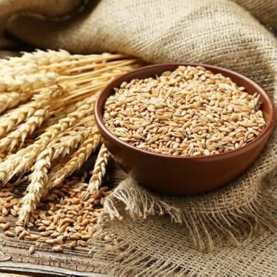गेहूं (Wheat)