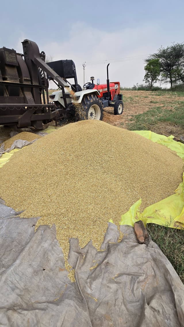 जौ (Barley)