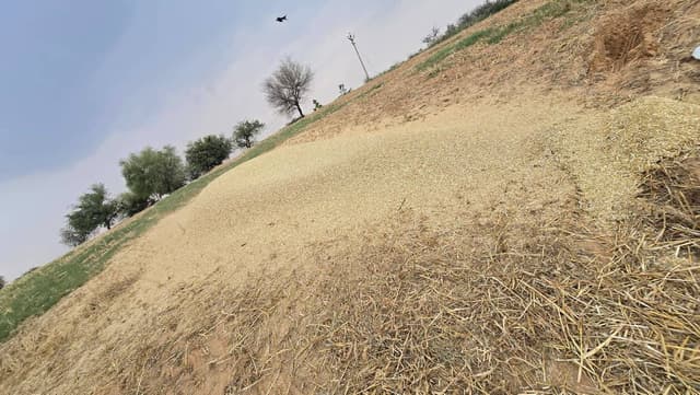 जौ (Barley)