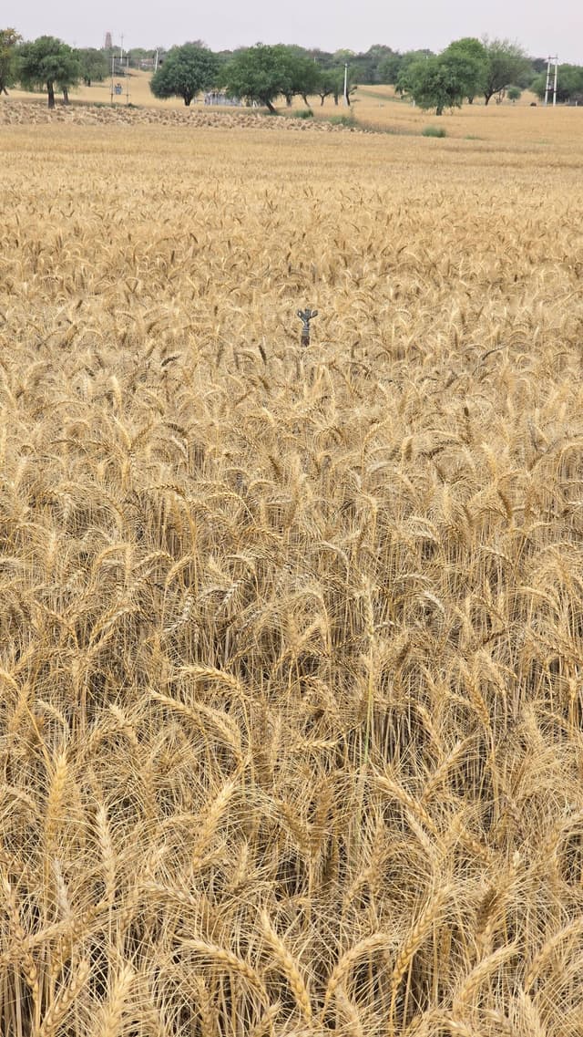 गेहूं (Wheat)