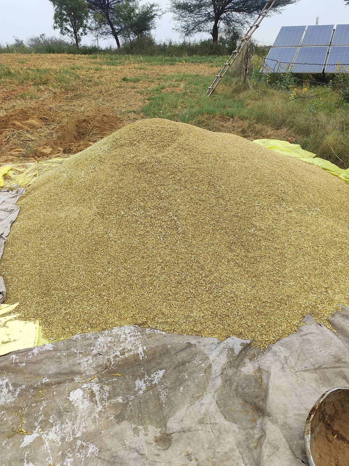 जौ (Barley)
