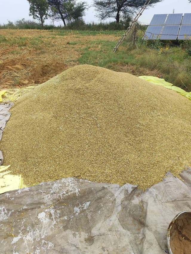 जौ (Barley)