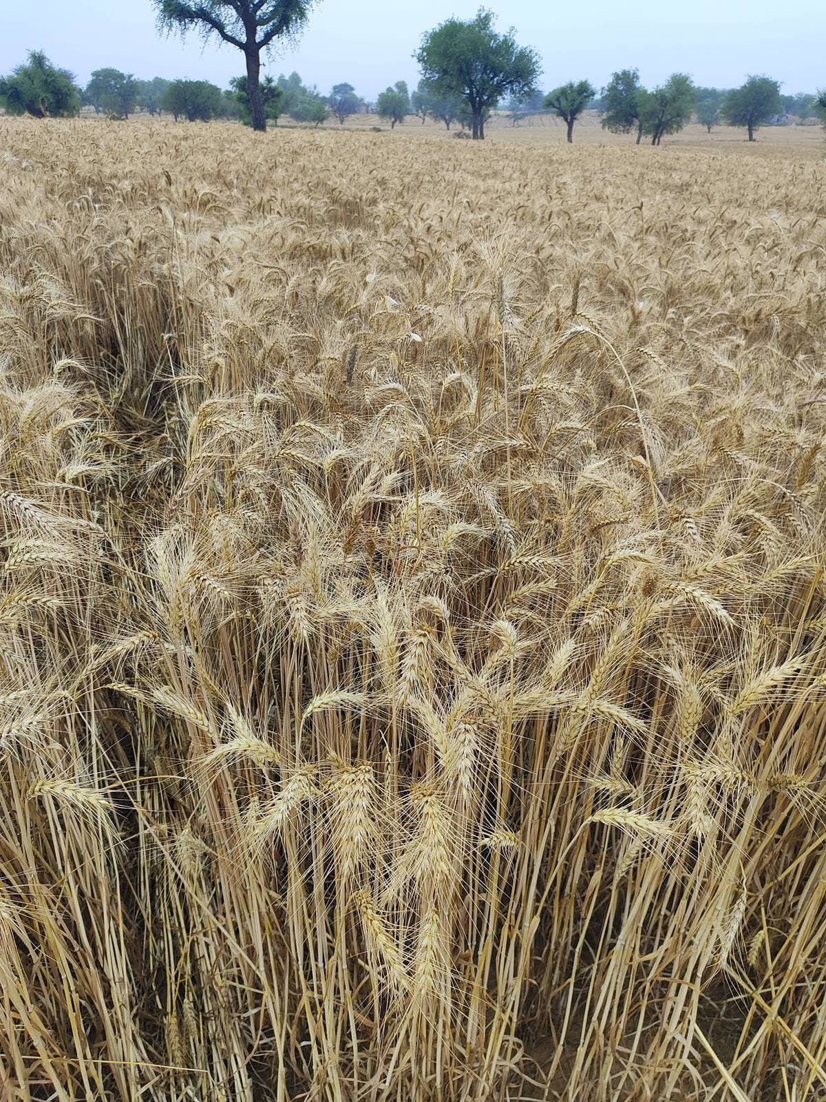 गेहूं (Wheat)
