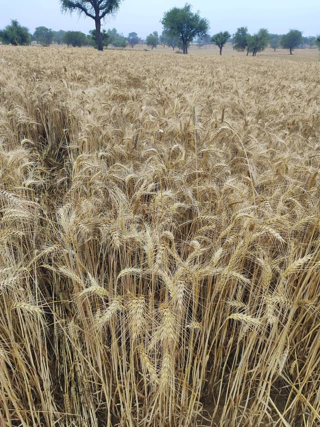 गेहूं (Wheat)