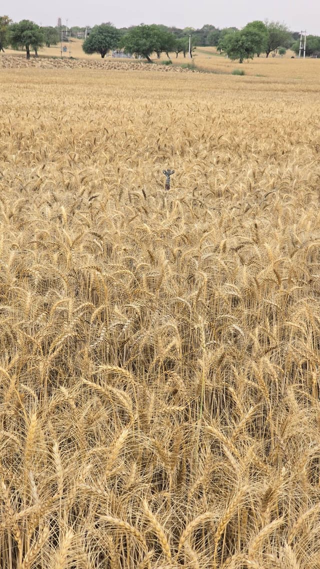 गेहूं (Wheat)
