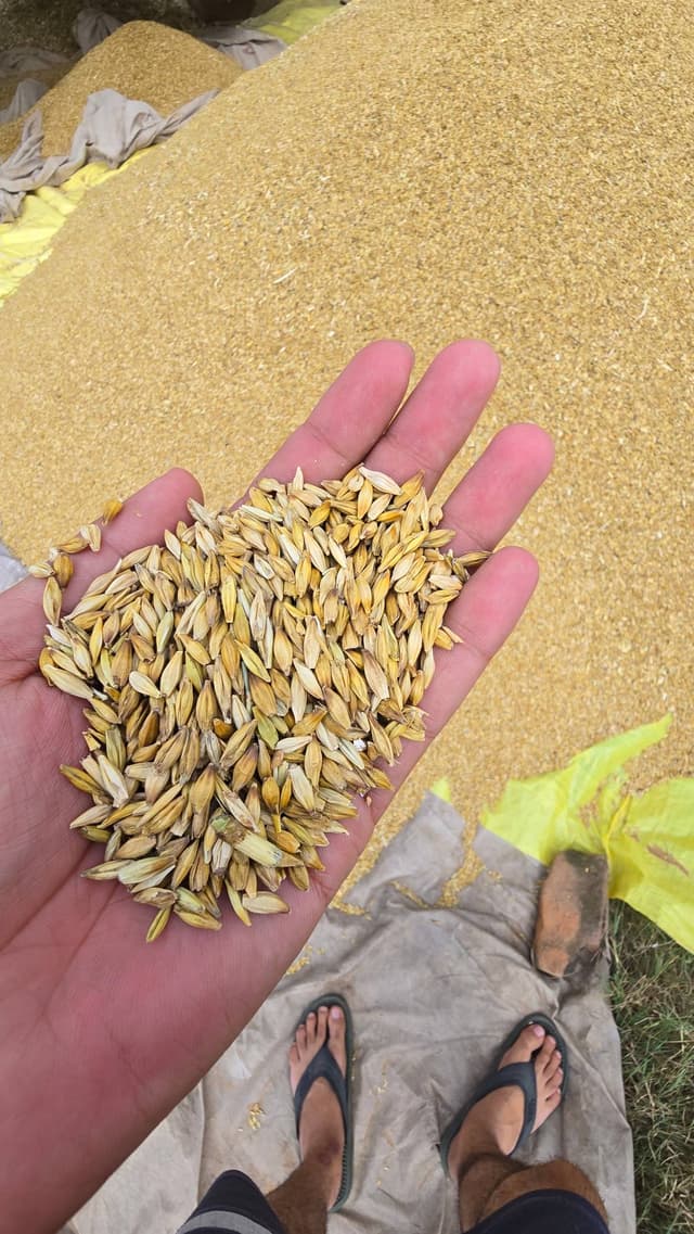 जौ (Barley)