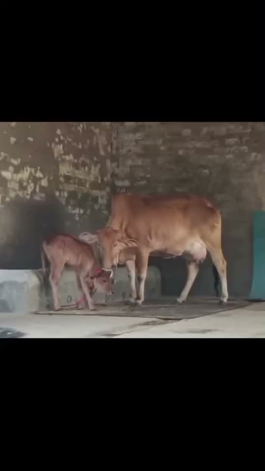 Sahiwal Cow