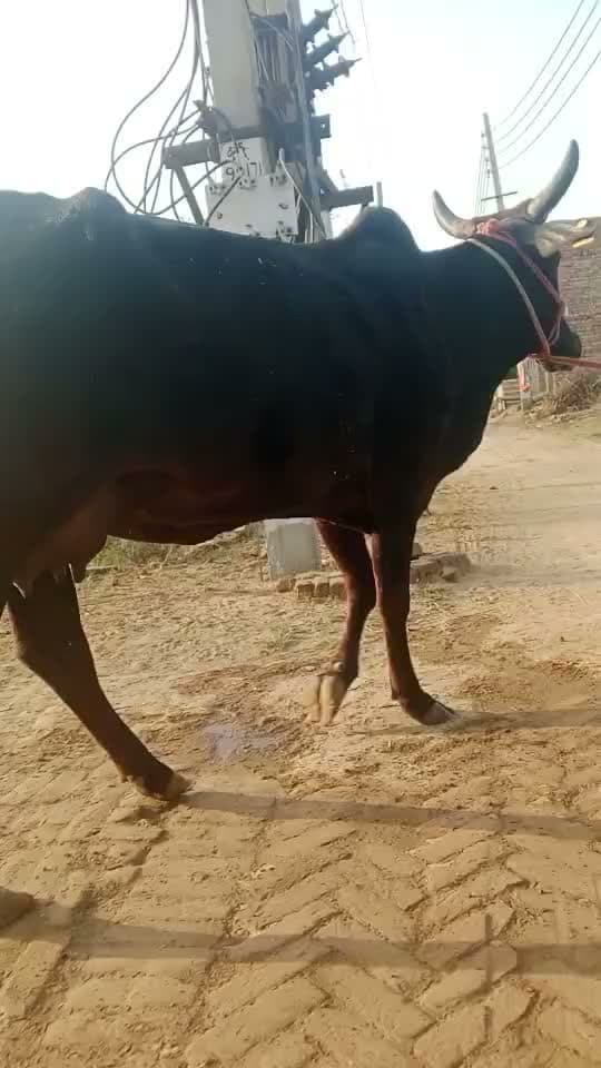 Dogali Cow