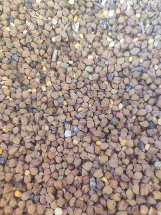 चना (Chickpea)