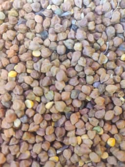 चना (Chickpea)