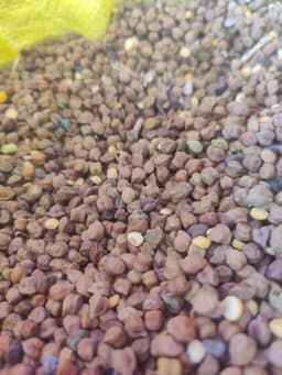 चना (Chickpea)