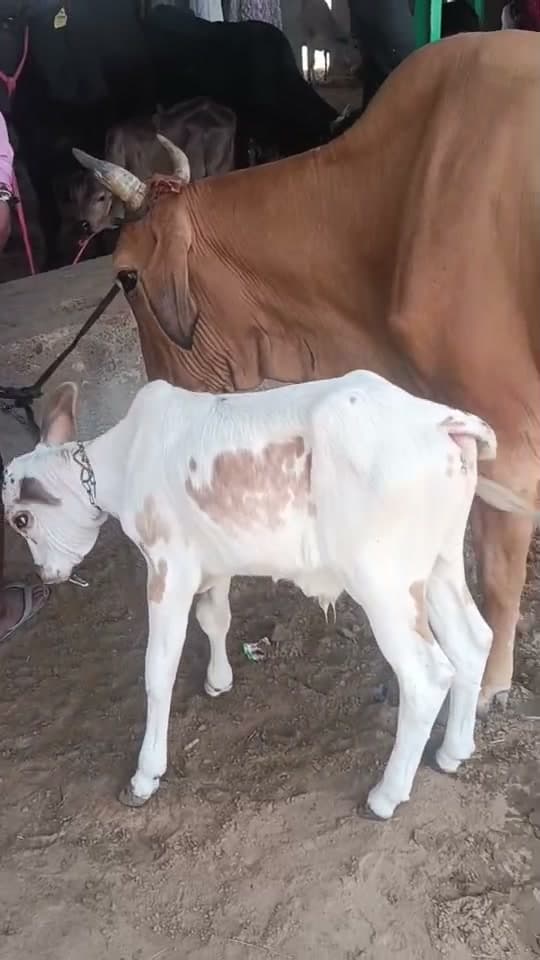 Sahiwal Cross Cow
