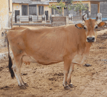Jersey Cross Cow