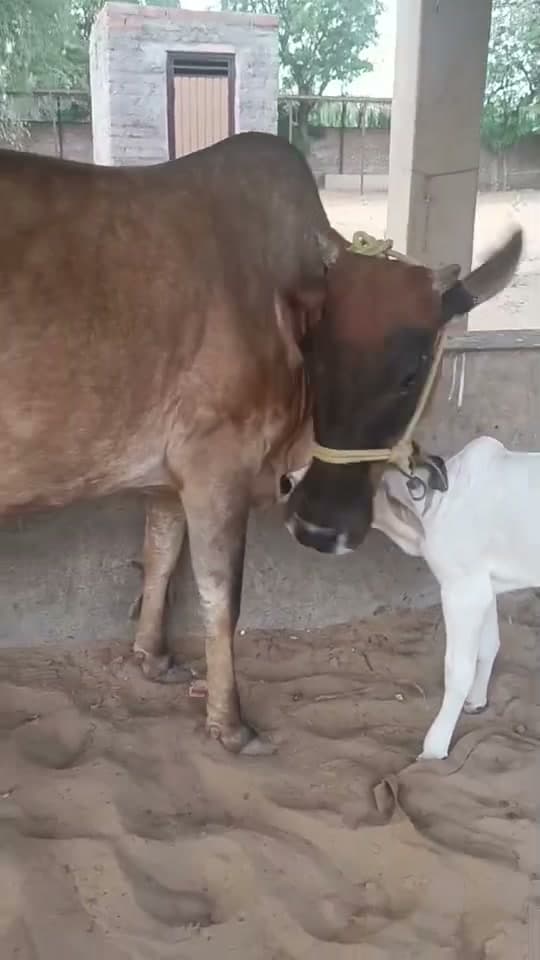 Sahiwal Cow