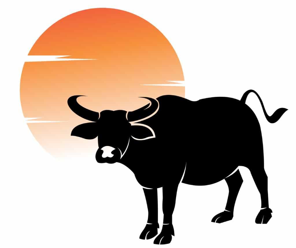 DESI BUFFALO - पहला ब्यात - 1L लीटर/दिन