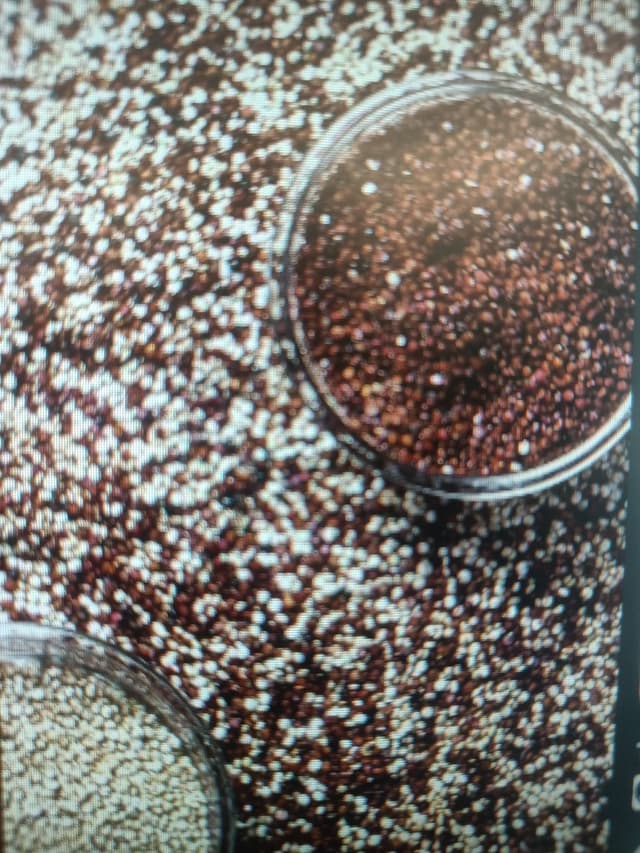 बाजरा (Millet)