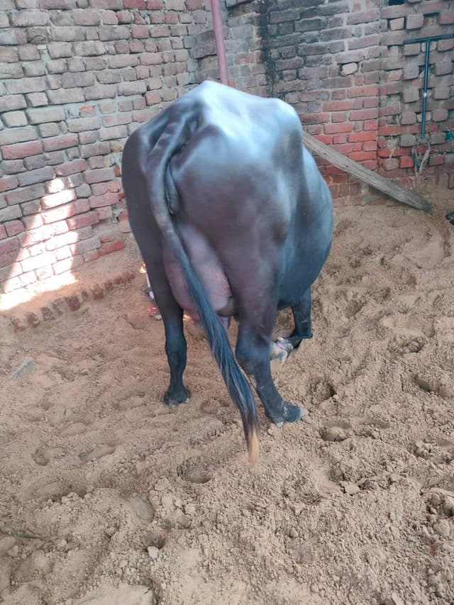 भैंस (Buffalo) - Murra - दूसरा ब्यात - 12L लीटर/दिन
