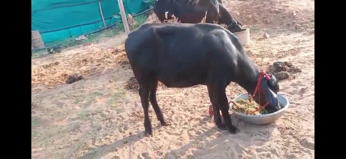 Buffalo