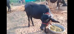 Buffalo