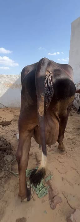 गाय (Cow) - Mix - तीसरा ब्यात - 22L लीटर/दिन