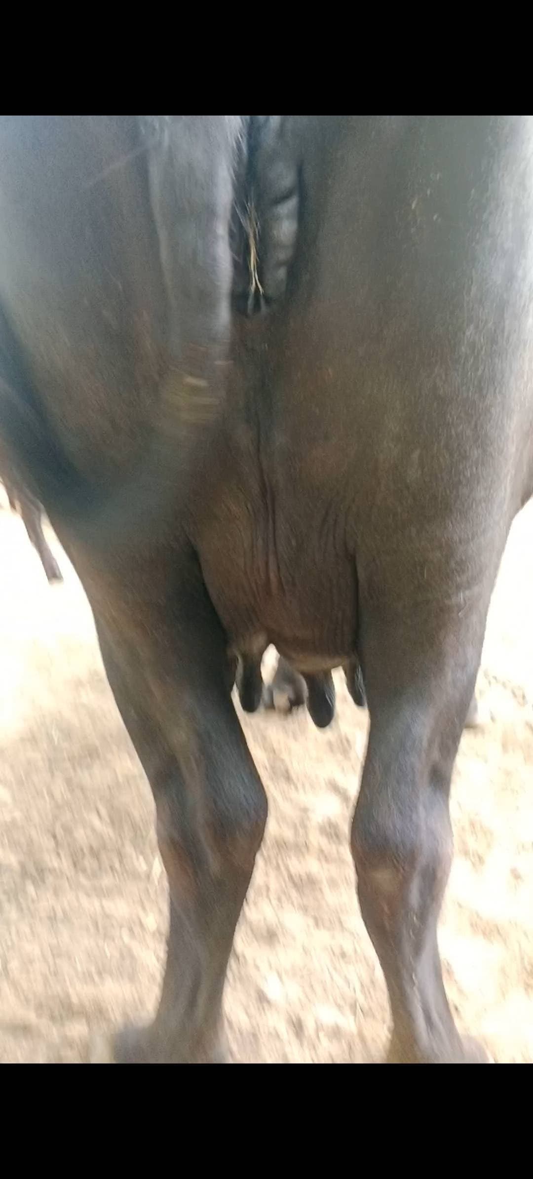 भैंस (Buffalo) - मुर्रा - तीसरा ब्यात - 9L लीटर/दिन