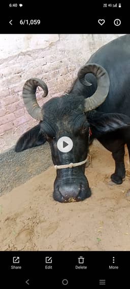 भैंस (Buffalo) - मुर्रा - तीसरा ब्यात - 9L लीटर/दिन