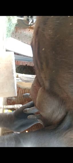 भैंस (Buffalo) - मुर्रा - तीसरा ब्यात - 9L लीटर/दिन