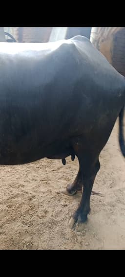 भैंस (Buffalo) - मुर्रा - तीसरा ब्यात - 9L लीटर/दिन