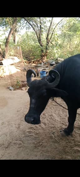 भैंस (Buffalo) - मुर्रा - तीसरा ब्यात - 9L लीटर/दिन