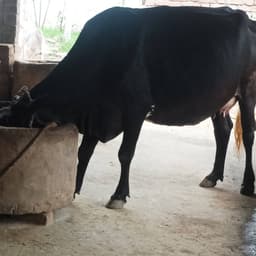 Jarshi - Jarshi - दूसरा ब्यात - 12L लीटर/दिन