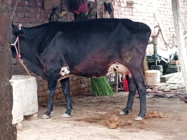 गाय (Cow) - Jarshi - दूसरा ब्यात - 11L लीटर/दिन