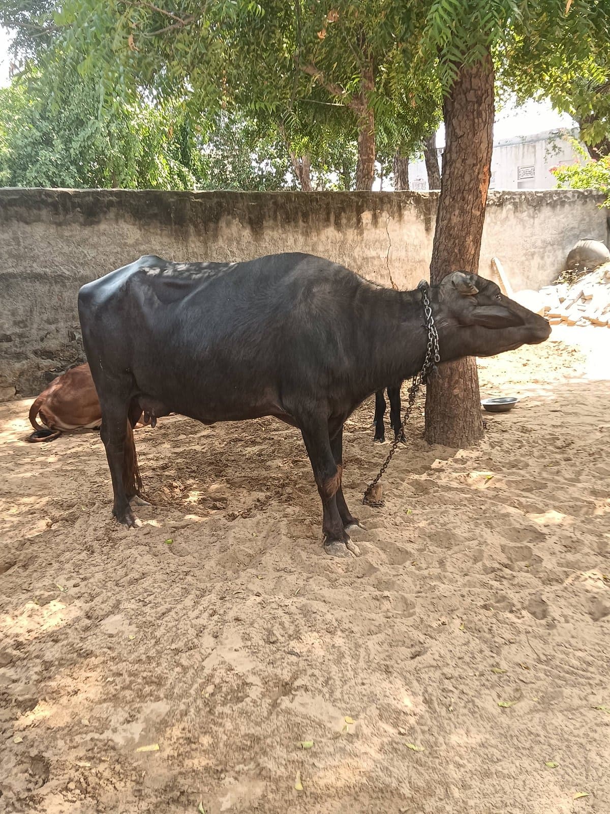 भैंस (Buffalo) - दूसरा ब्यात - 10L लीटर/दिन
