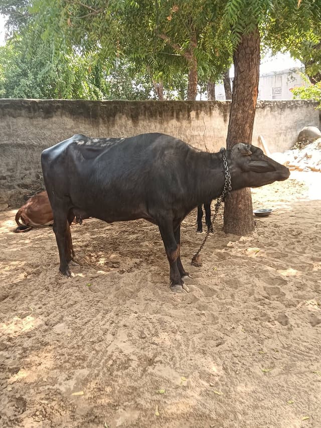 भैंस (Buffalo) - दूसरा ब्यात - 10L लीटर/दिन