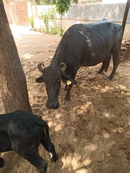 भैंस (Buffalo) - दूसरा ब्यात - 10L लीटर/दिन