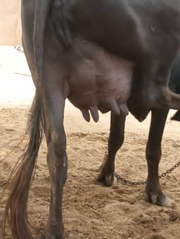 भैंस (Buffalo) - दूसरा ब्यात - 10L लीटर/दिन