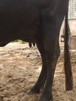 भैंस (Buffalo) - दूसरा ब्यात - 10L लीटर/दिन