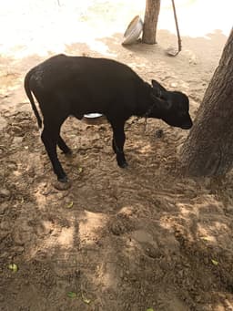 भैंस (Buffalo) - दूसरा ब्यात - 10L लीटर/दिन