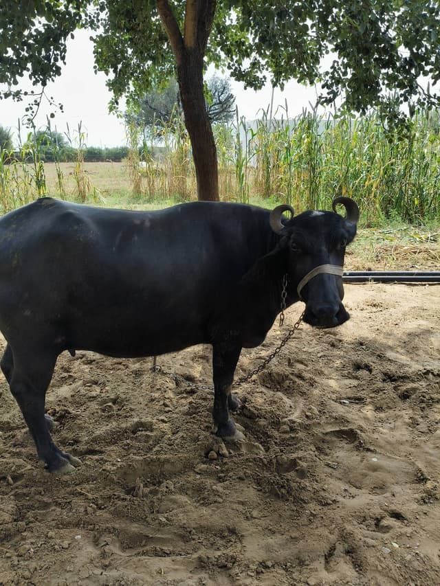 भैंस (Buffalo)