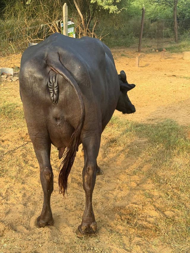 भैंस (Buffalo) - दूसरा ब्यात