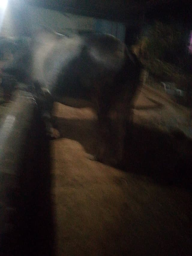 Kokraj cow