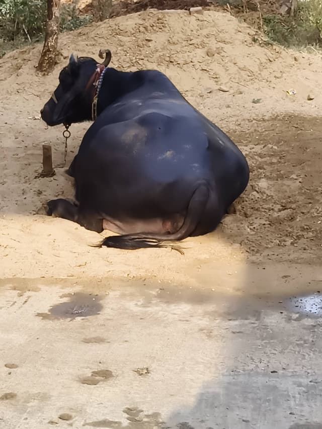 Buffalo  - Murrah - तीसरा ब्यात - 14L लीटर/दिन