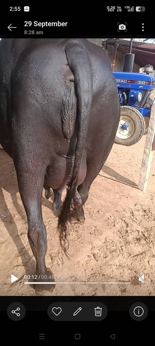 भैंस (Buffalo)