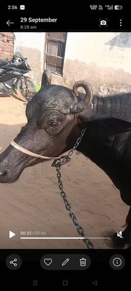 भैंस (Buffalo)