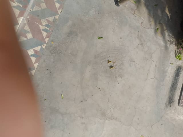 गाय (Cow) - Konkaraj cow - चौथा ब्यात - 15L लीटर/दिन